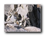 2005-08-13 Kearsarge Pinnacles (21) Hairy downclimb section Class 5.2